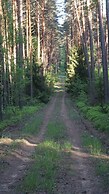 Metai Miške&a Year in the Forest