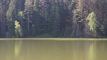 Metai Miške&a Year in the Forest