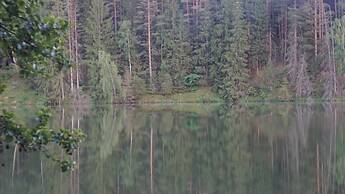 Metai Miške&a Year in the Forest