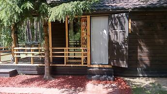 Metai Miške&a Year in the Forest