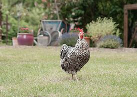 Gut Leben Landresort