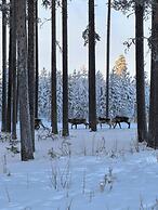 Lapland Pure Nature and More!