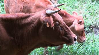 La Ferme des Hautins