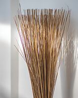 Villa Kalachuchi Bohol