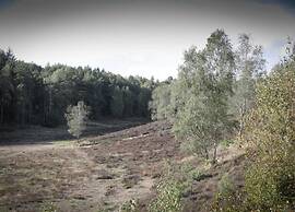 Pets Welcome, Veluwe Farmhouses for All