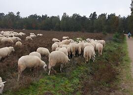 Pets Welcome, Veluwe Farmhouses for All