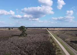 Pets Welcome, Veluwe Farmhouses for All