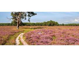 Pets Welcome, Veluwe Farmhouses for All