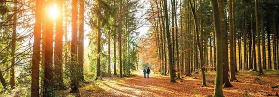 Pets Welcome, Veluwe Farmhouses for All
