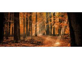 Pets Welcome, Veluwe Farmhouses for All