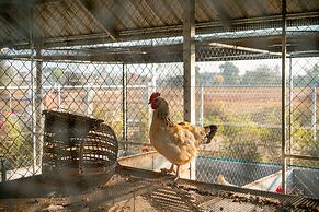 Baanmax Boutique Pet Resort & Lodge