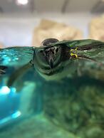 ROSA HOMES - THE RED