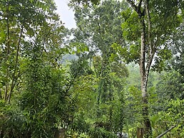 Nildiya Cottages