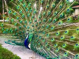 Miami Pool Cottage in El Portal