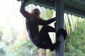 Mi Zaru Sea View Animal Paradise