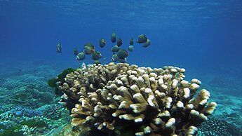 BJ&Radisson SeaView Hotel