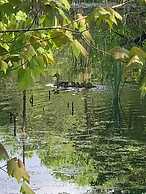 Strawberry Crossroads