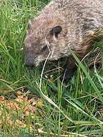 Strawberry Crossroads