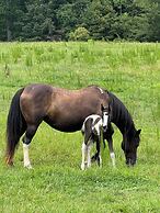 Farm Experience in a Beautiful Log Cabin