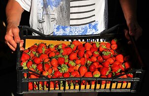 Il Pino Bioagricoltura