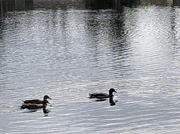 Pondside Perch - Your Waterfront Retreat 3 Bedroom Home