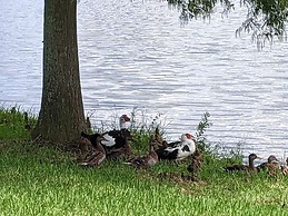 Pondside Perch - Your Waterfront Retreat 3 Bedroom Home