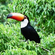 POUSADA BOSQUE TOQUE TOQUE B&B