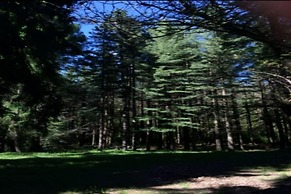 Baita Immersa Nel Verde