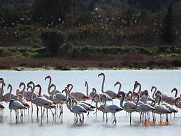 Portico Verde Private Villa With Pool Corfu