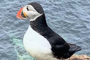 Withi-gill - Cottage - Bay of Ireland Views