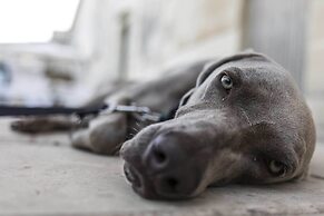 Trapetum-Salento Domus by Oikia Vacanze