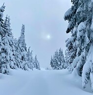 SKOG - Aurora igloos