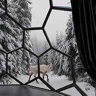 SKOG - Aurora igloos