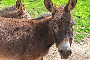 On Farm: Charming Hendersonville Retreat!