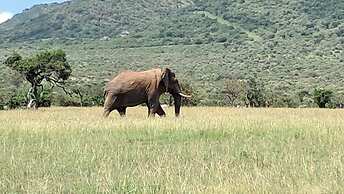 Ripo Wild Safaris