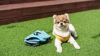 Namhae Elsia Pet Pool Villa Pension