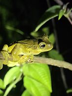 Boca Tapada Rainforest