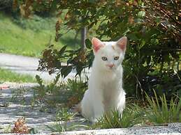 Charming Apartment in Goldegg, Austria - Mountain Views & Private Entr