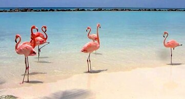 Il Fenicottero Marzamemi