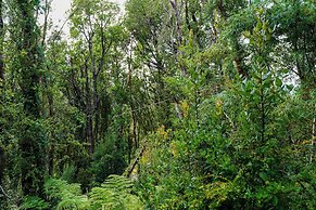 Oceana Suites Eco Lodge Lophosoria