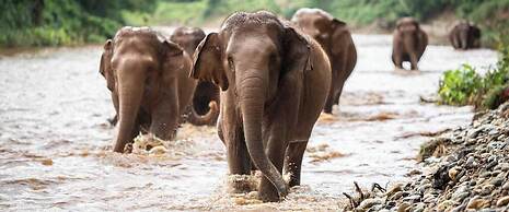 PE-LA Thapae Boutique Hotel