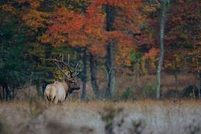 Rejuvenate in the Mtns w Sauna 5 min Drive to DT