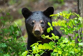 Historic Log Cabin Quiet Return to Simpler Days