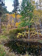 Ponderosa Pines