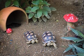 Blue Palm Kata Resort