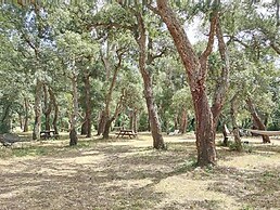 Les Pierres De La Massane