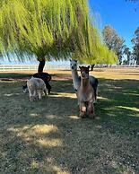 @ Marbella Lane - Alpaca Farm House l Pool