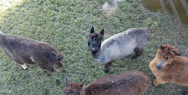 @ Marbella Lane - Alpaca Farm House l Pool