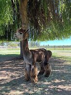 @ Marbella Lane - Alpaca Farm House l Pool