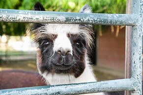 @ Marbella Lane - Alpaca Farm House l Pool